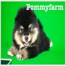 Pommyfarm จำหน่ายลูกปอมคอกใหม่ มีให้เลือกทุกสี เกรดสวย หน้าหมี โครงสร้างดี รับปร...