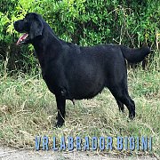 Labrador puppy , yellow &black color