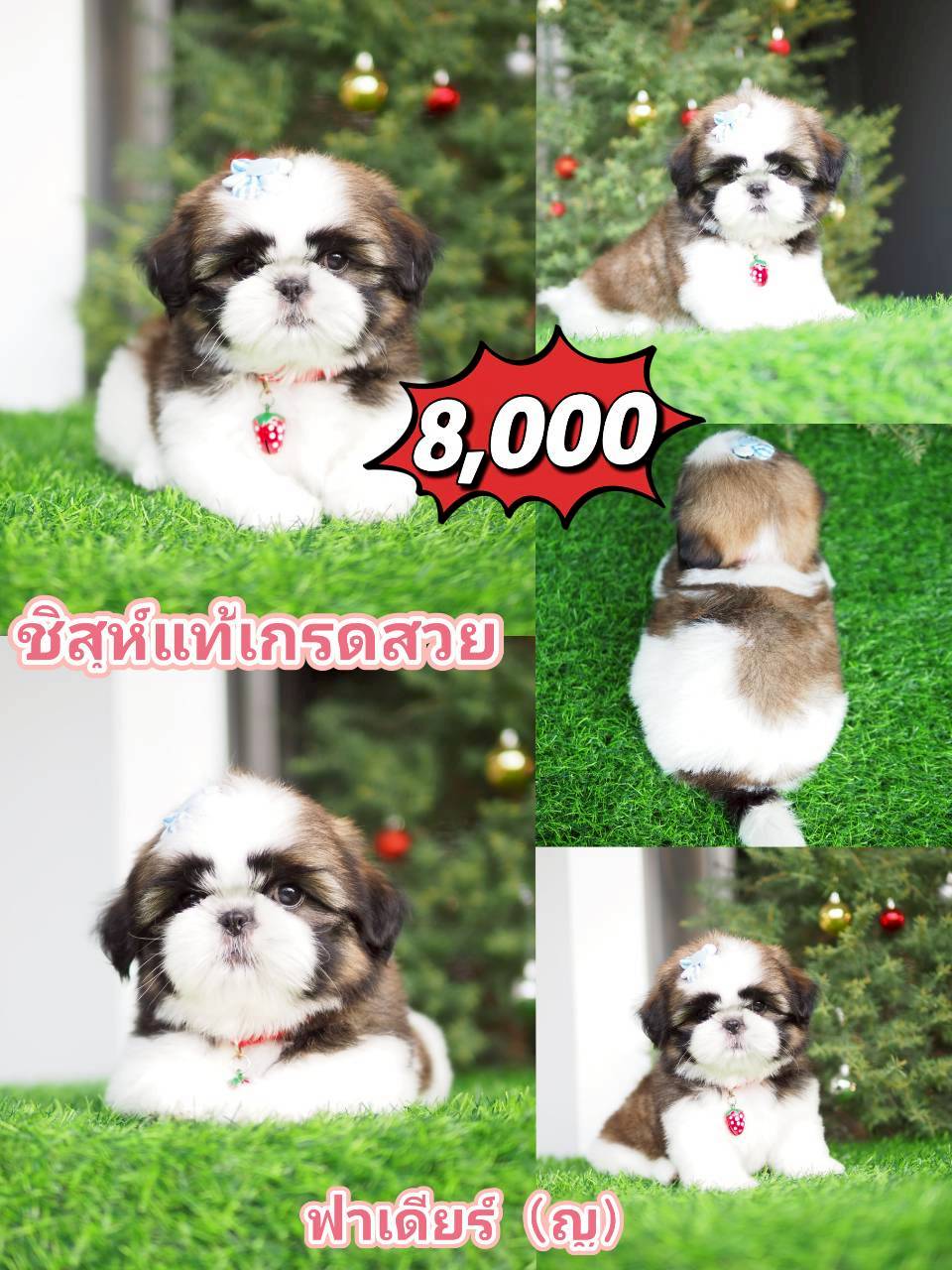 ชิสุห์แท้