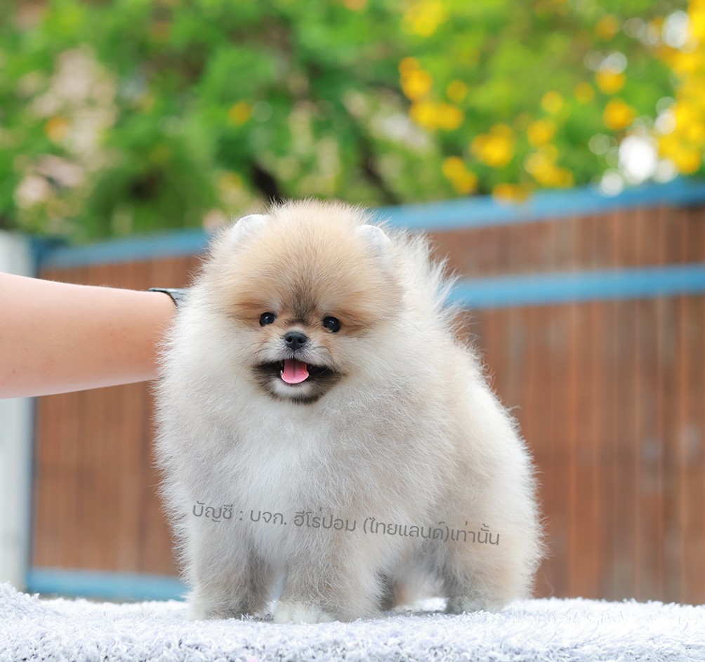 ปอมแท้ ปอมหน้าหมี HRM-10990 เพศชาย สีส้ม อายุ 2 เดือน ขนแน่น ขาใหญ่ กินเก่ง หน้า...