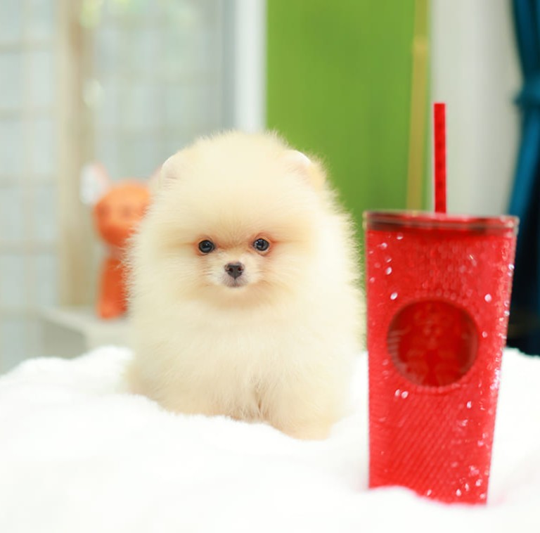 ปอมแท้ ปอมหน้าสั้น HRM-10561 เพศชาย สีส้มครีม หนุ่มฮอต หน้าตาน่ารัก น่าเอ็นดูมาก...