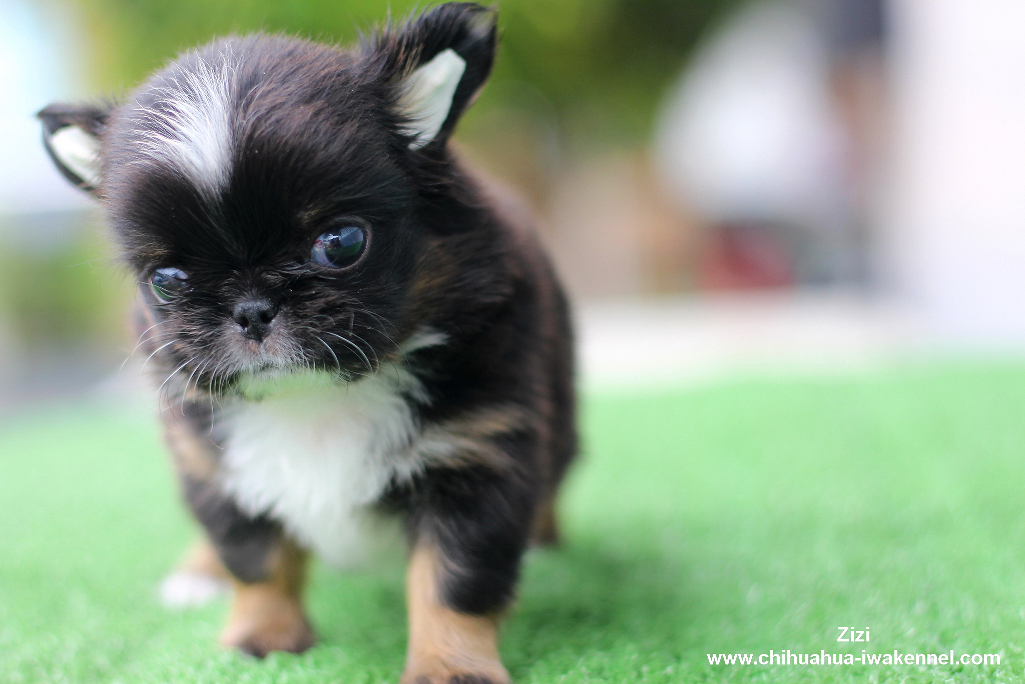 ขายลูกสุนัขชิวาวา