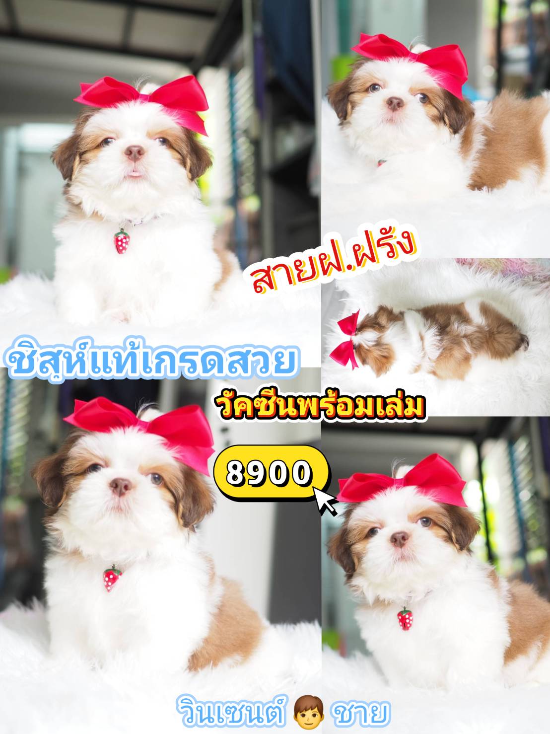 กิ๊ฟซ่า ชิสุห์