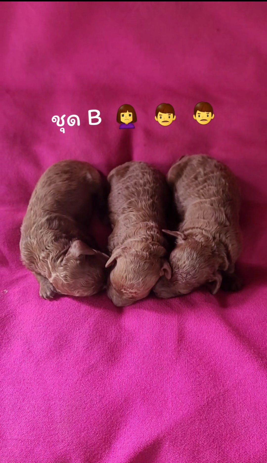Poodletoy & tiny พุดเดิ้ลทอย และ ไทนี่ทีคัพ