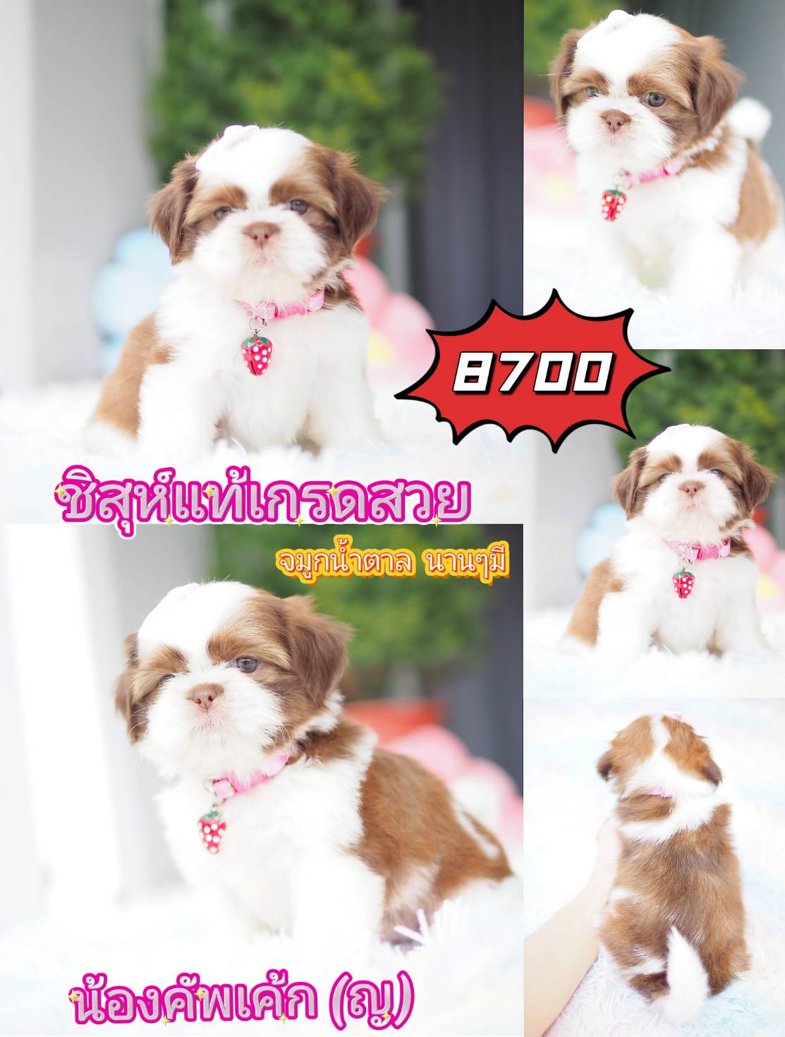 กิ๊ฟซ่า ชิสุห์ ส่วนลด รออยู่คะ