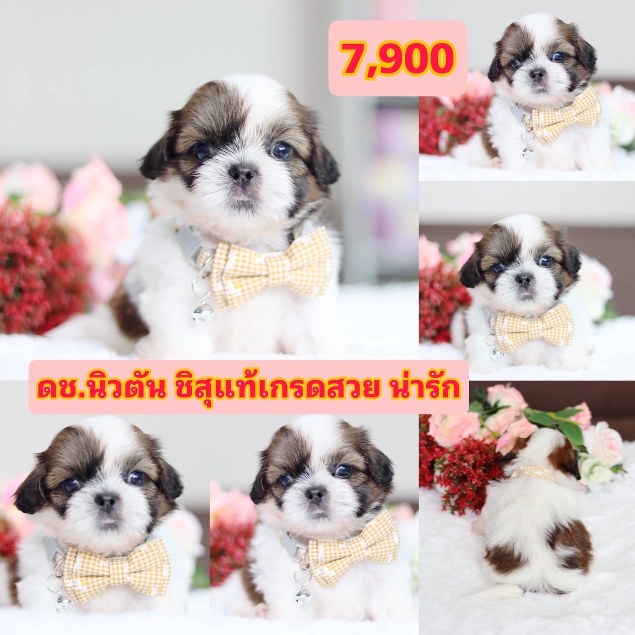 ชิสุแท้เกรดสวย