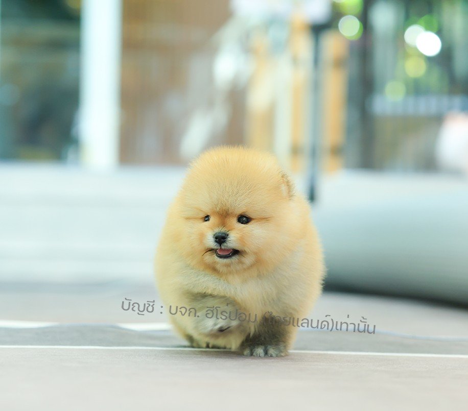 ปอมแท้ ปอมหน้าหมี HRM-10843 เพศชาย สีส้ม อายุ 2 เดือน ขนแน่น ขาใหญ่ กินเก่ง หน้า...