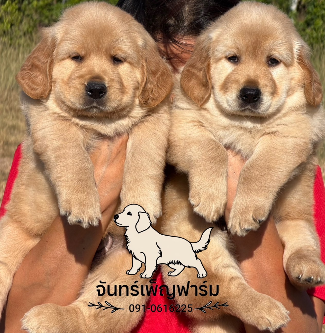 น้องโกลเด้นรีทริฟเวอร์ Oversized