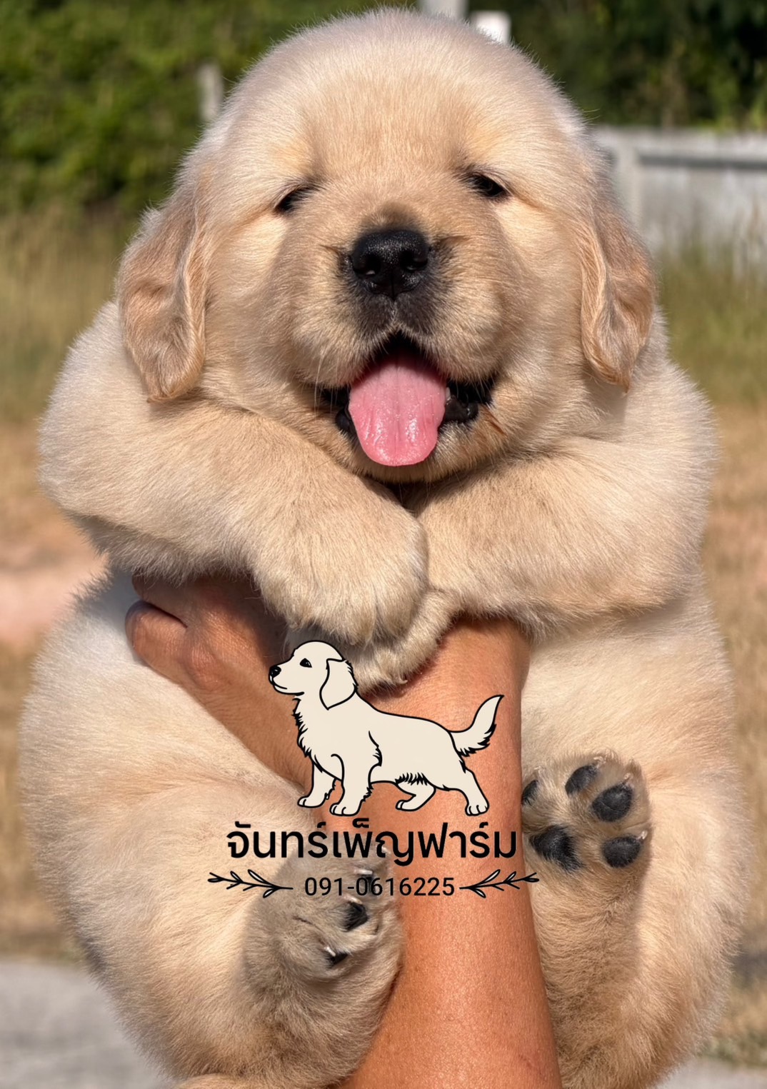 น้องโกลเด้นรีทริฟเวอร์ Oversized ดช & ดญ