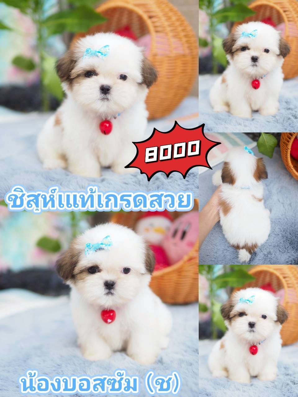 กิ๊ฟซ่า พร้อมซน