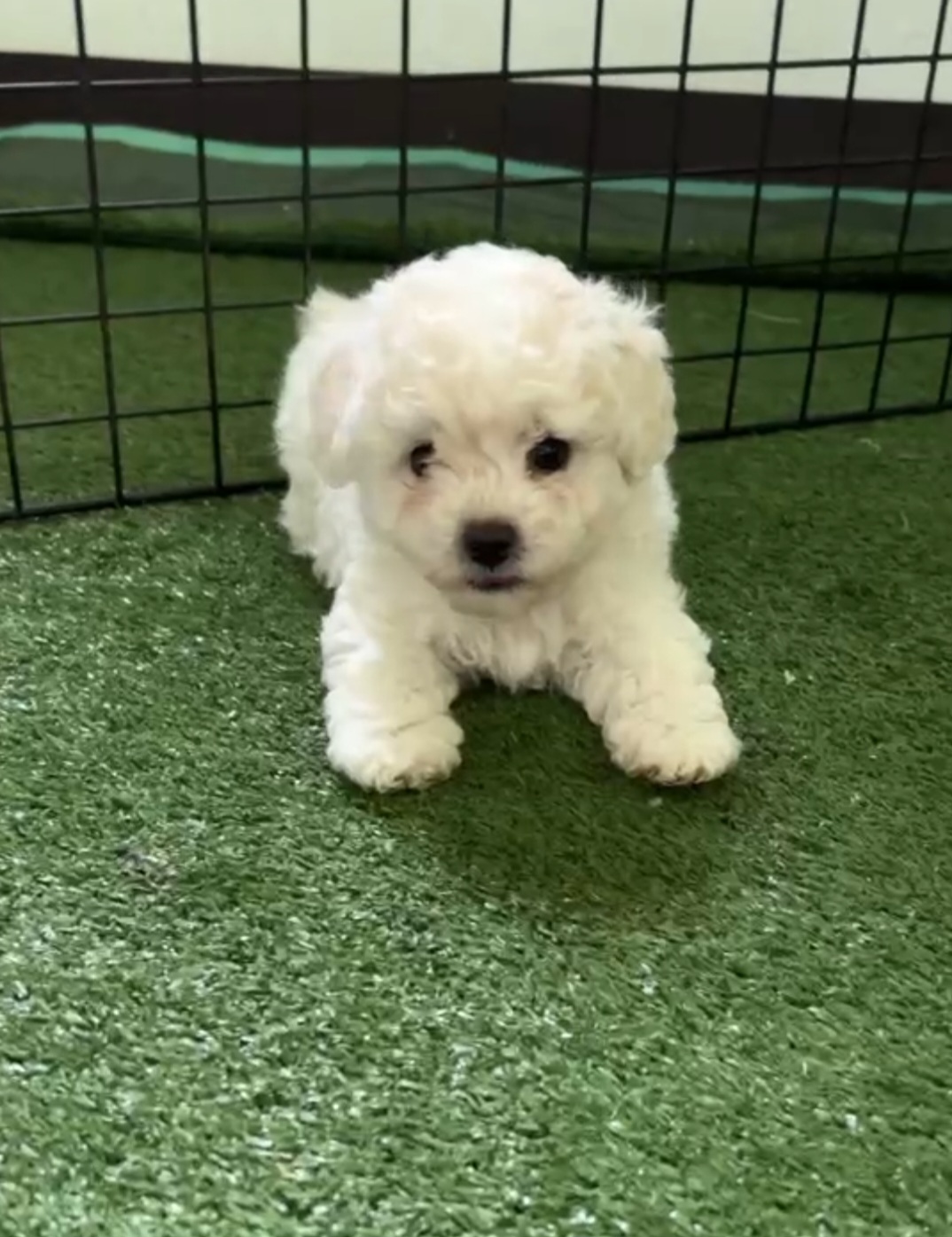 Poodletoy พุดเดิ้ลทอยขาวสำลี เกรดพรีเมียม