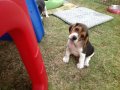 ขายลูกสุนัขบีเกิ้ล Beagle puppies for sale