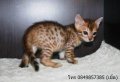 ((((( ขายแมวเบงกอล พันธุ์แท้ Bengal Cat สี Brown Spotted Rosetted เพศผู้ )))))