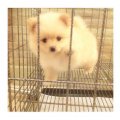  (DoggiDogg Farm) จำหน่าย ปอมมีทุกสีเลือกได้ดั่งใจเปิดขาย 24 ชม