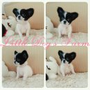 LITTLE DOG'S FARM : น้องได้บ้านใหม่ใจดีแร้วค่ะ อัพเดตคลิปใหม่ค่ะ!!