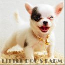 LITTLE DOG'S FARM : น้องได้บ้านใหม่ใจดีแร้วค่ะPANDA(น้องแพนด้า)