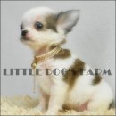 LITTLE DOG'S FARM : จองแล้วค่ะ MOMMAM(น้องมอมแมม)