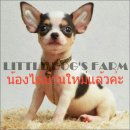 LITTLE DOG'S FARM : น้องได้บ้านใหม่แล้วค่ะ สาวน้อยชิวาวา ตัวเล็กๆ น่าตาน่ารัก