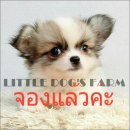 LITTLE DOG'S FARM : จองแล้วค่ะ  ชิวาวาขนยาว สีแฟนซีขาว-น้ำตาล ขนแน่น ตัวกลมๆ