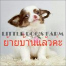 LITTLE DOG'S FARM :ย้ายบ้านแล้วค่ะ ชิวาวาสีแฟนซีขาว-ชอคโกแลต มีคิ้วแก้ม น่าแบ๊วๆ...