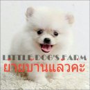 LITTLE DOG'S FARM : ย้ายบ้านแล้วค่ะ ปอมเมอเรเนียน ตัวเล็กๆ กลมๆ สีขาวครีม ขนแน่น...