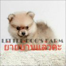 LITTLE DOG'S FARM :ย้ายบ้านแล้วค่ะ ปอมเมอเรเนียน ตัวเล็กๆ กลมๆ สีส้ม ขนแน่นฟู