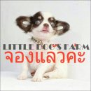 LITTLE DOG'S FARM : จองแล้วค่ะ สาวน้อยชิวาวาขนยาว สีขาว-ชอคโกแลต มีคิ้ว มีแก้ม