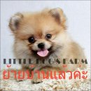 LITTLE DOG'S FARM : ย้ายบ้านแล้วค่ะ ปอมเมอเรเนียน ตัวเล็กกลมๆ ขนแน่นฟู หน้าหวานๆ...