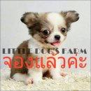 LITTLE DOG'S FARM : จองแล้วค่ะ ชิวาวาขนยาว สีแฟนซีขาว-น้ำตาล ตัวกลมๆหน้าสั้น ตาแ...