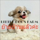 LITTLE DOG'S FARM :ย้ายบ้านแล้วค่ะ ชิวาวาขนยาว สีแฟนซีขาว-น้ำตาล ตัวกลมๆ มีคลิปใ...