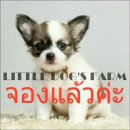 LITTLE DOG'S FARM : จองแล้วค่ะ!!!!! สาวน้อยชิวาวา ขนยาวสีแฟนซีขาว-น้ำตาล น่ารักๆ...