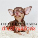 LITTLE DOG'S FARM : ย้ายบ้านแล้วค่ะ สาวน้อยชิวาวาขนสั้น วัคซีน2เข็ม อัพเดตคลิปให...