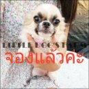 LITTLE DOG'S FARM : จองแล้วค่ะ ชิวาวาสาว ขนยาว สีแฟนซีขาว-น้ำตาลอ่อน หน้าสวยๆ เห...