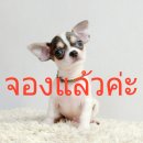 LITTLE DOG'S FARM : จองแล้วค่ะ!!!!! ชิวาวาขนสั้น ตัวเล็ก สีแฟนซีขาว-เทา คิ้วแก้ม...