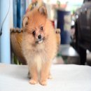 FYPOM KENNEL ขายน้อง Brown ice cream เพศผู้ สีส้ม ขนแน่นสองชั้น โครงสร้างดี 