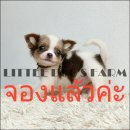 LITTLE DOG'S FARM : จองแล้วค่ะ สาวน้อยชิวาวา สีแฟนซีขาว-น้ำตาลอมเทา น่ารักๆค่ะ