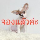 LITTLE DOG'S FARM : จองแล้วค่ะ สาวน้อยชิวาวาขนสั้น สีแฟนซีขาว-น้ำตาล ตาโตน่ารักๆ...