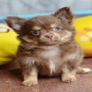 ★^-^*★ WWW.WOWWCHIHUAHUA.COM★^-^*★.""น้องโนริ" ชิวาวาเพศเมีย ขนยา...