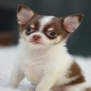 ★^-^*★ WWW.WOWWCHIHUAHUA.COM★^-^*★." "น้องกระติ๊บ"ชิวาวาเพศเมีย ข...