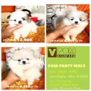 POM PARTY GRADE-A T-cup<-- เริ่มต้น 8,500 บาท<<<<<