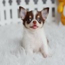 ★^-^*★ WWW.WOWWCHIHUAHUA.COM★^-^*★." น้องกระติ๊บ... ขน2ชั้นเพศเมียสีชอคสุดน...