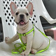 French bulldog เพศผู้สี ครีม น่ารักๆสายเลือดดีค่ะ