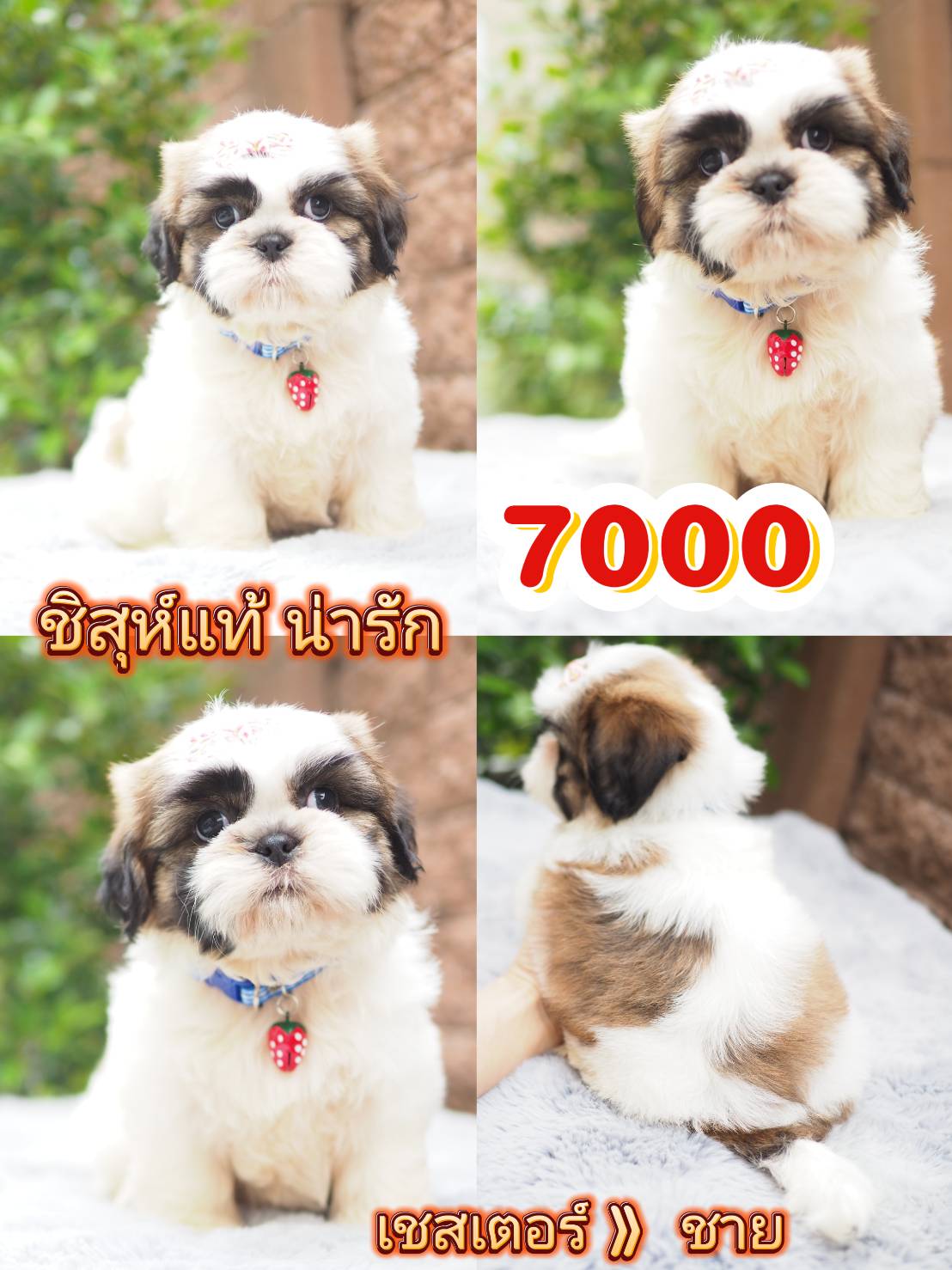 Shihtzu