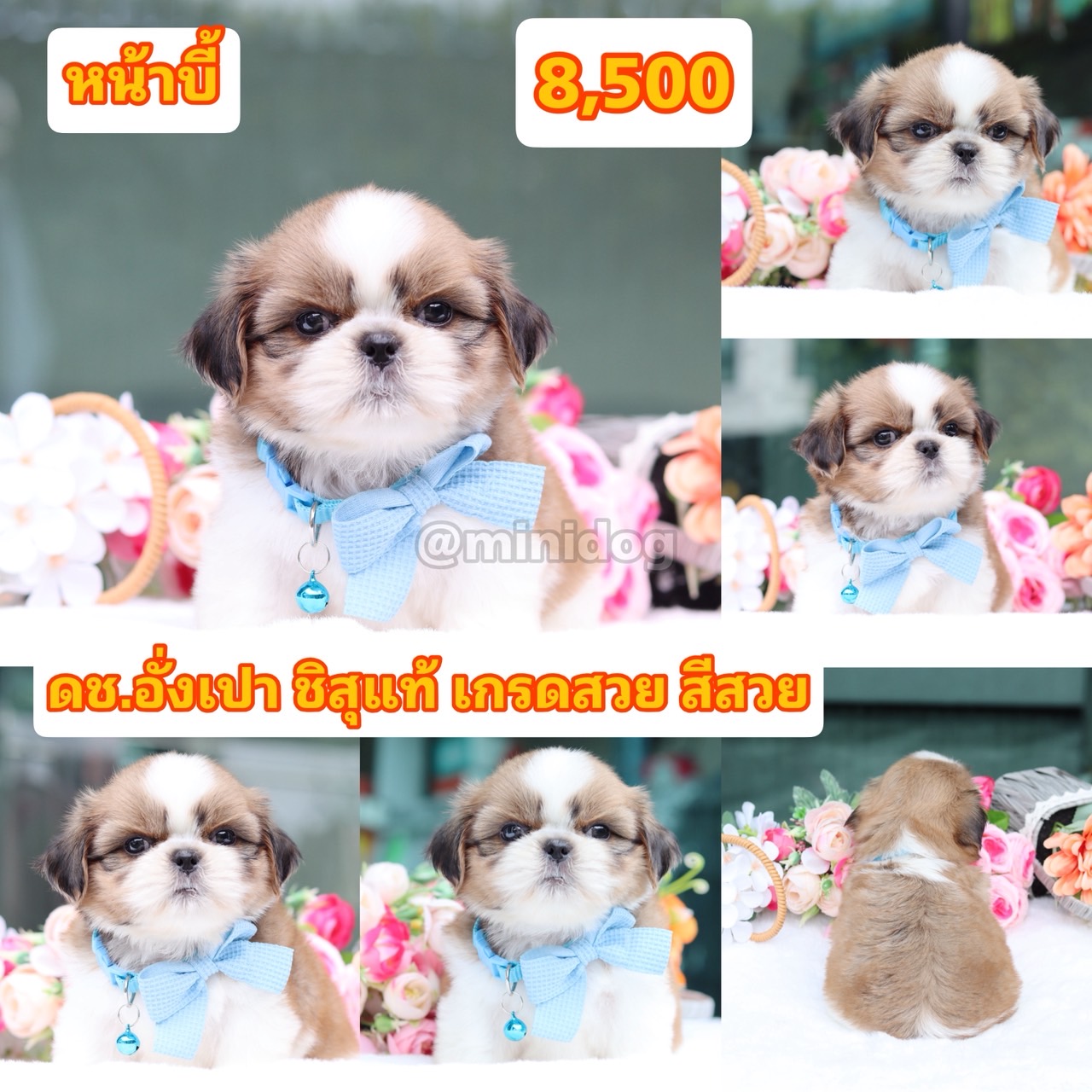 ชิสุแท้เกรดสวย