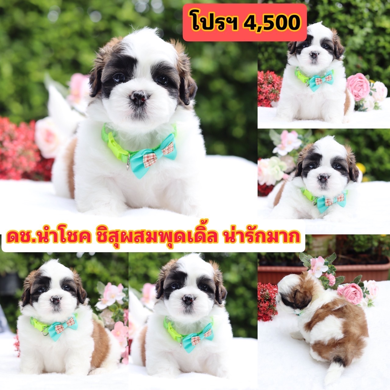 ชิสุผสมพุดเดิ้ล