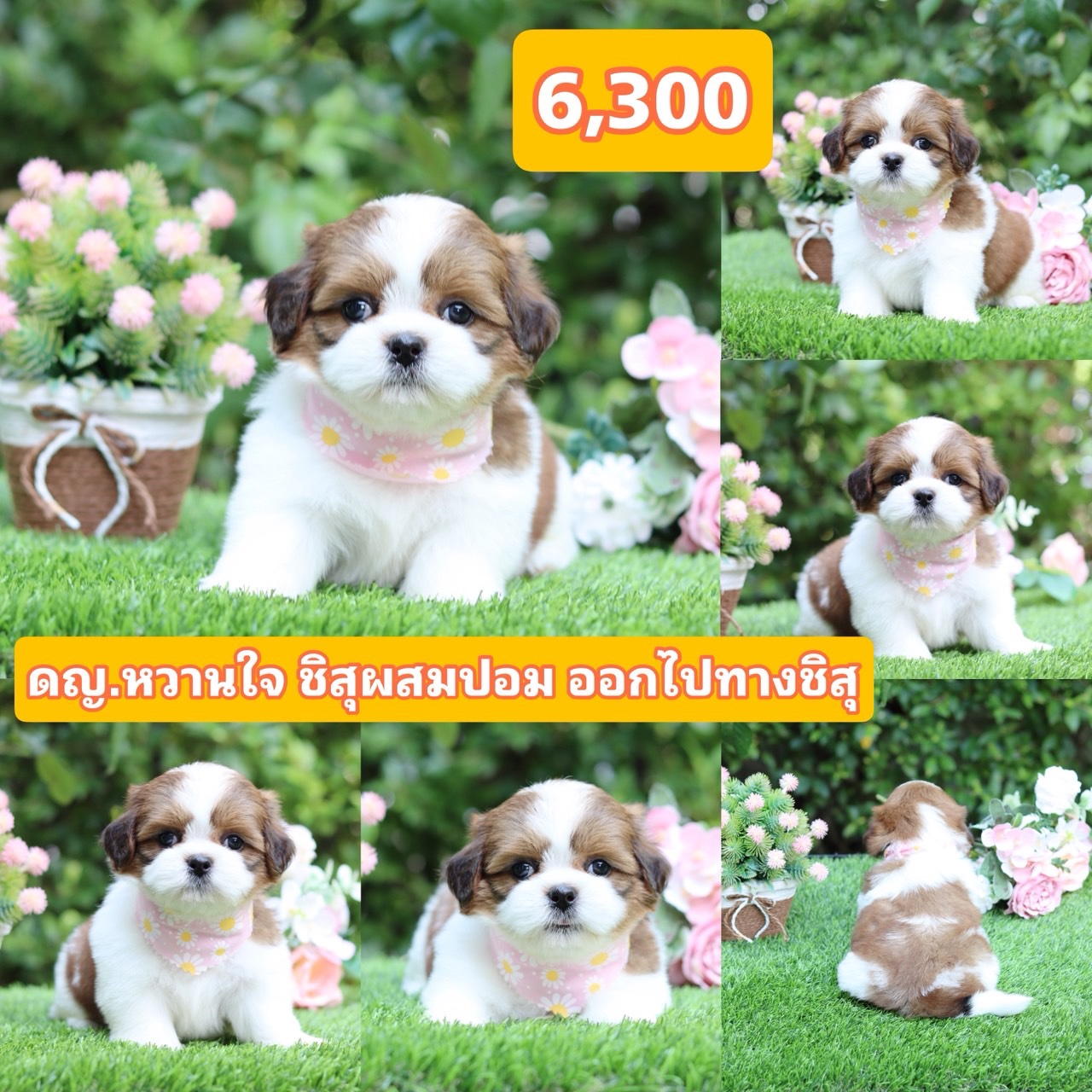 ชิสุผสมปอม