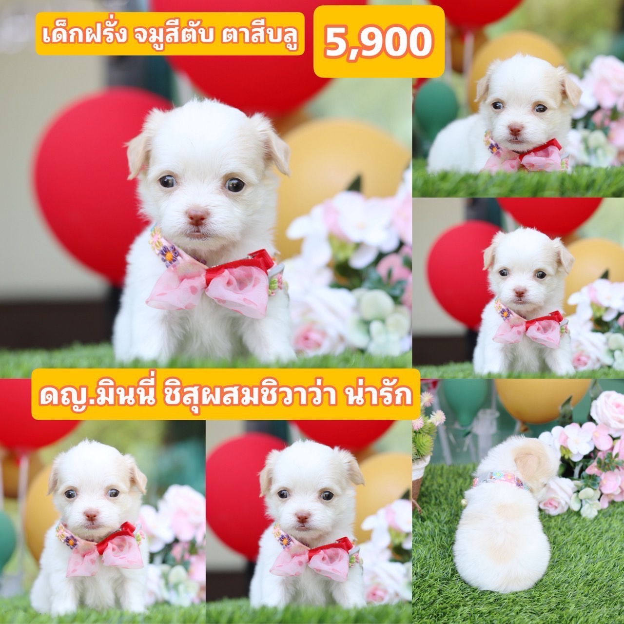 ชิสุผสมชิวาว่า