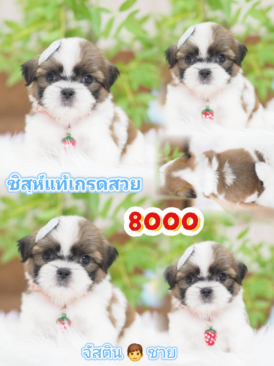 ชิสุแท้ กิ๊ฟซ่า