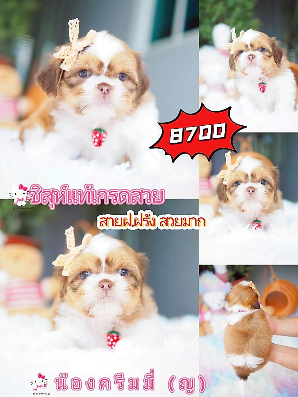 Kibzaa ชิสุห์ พร้อมส่วนลด