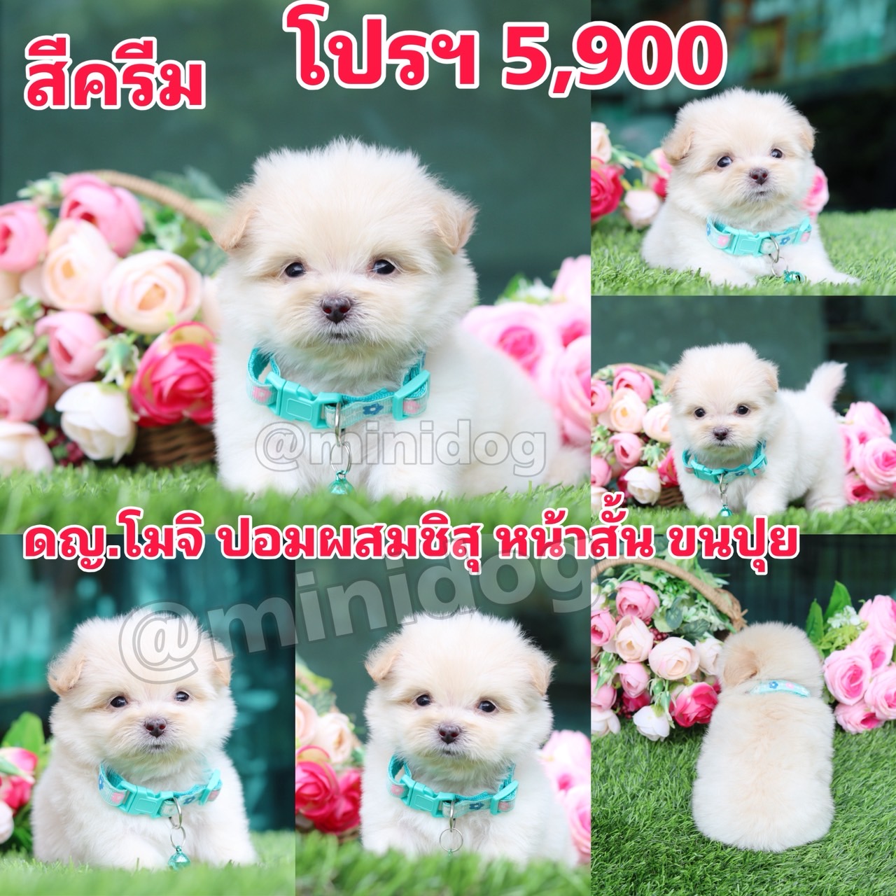 ชิสุผสมปอม